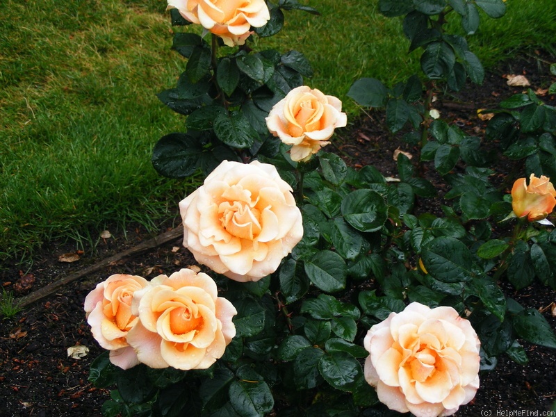 'Marilyn Monroe ™ (Hybrid Tea, Carruth, 2001)' rose photo