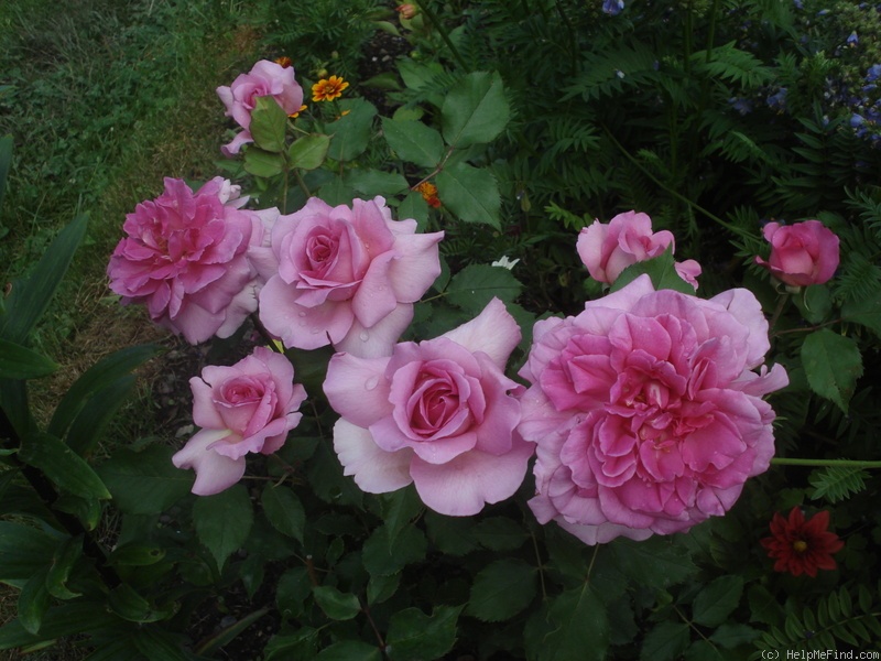 'Böhmerose' rose photo