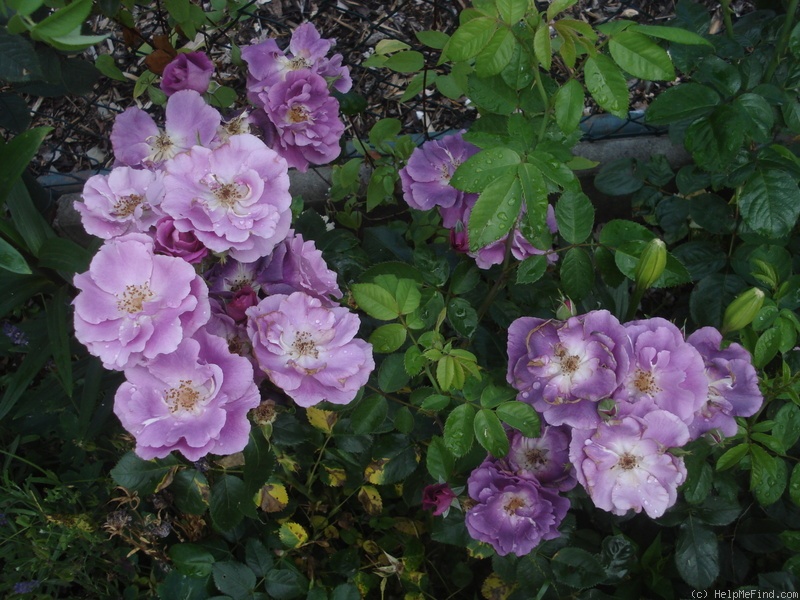 'Rhapsody in Blue ™' rose photo