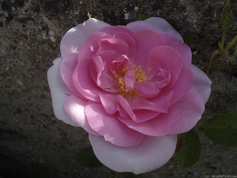 'Cariad' rose photo