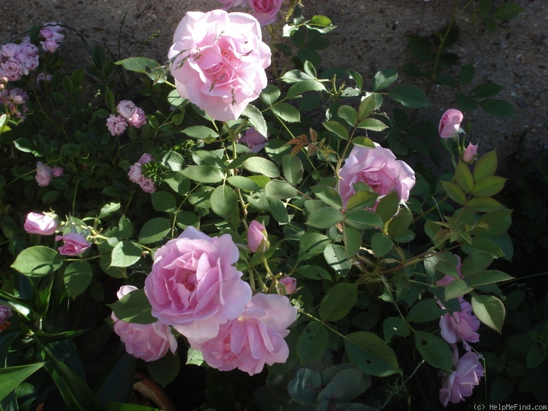'Cariad' rose photo