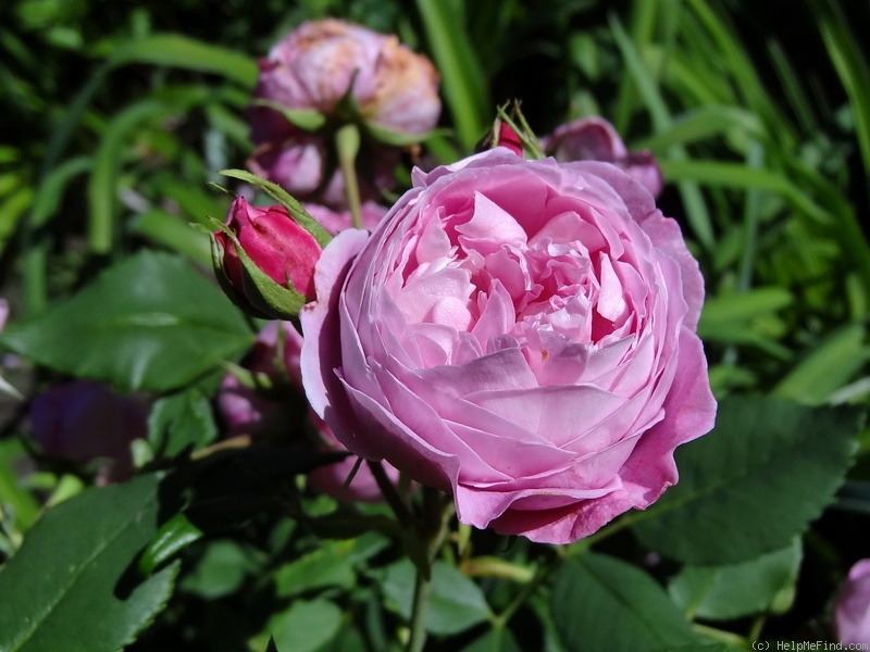 'Reine Victoria (bourbon, Schwartz, 1872)' rose photo
