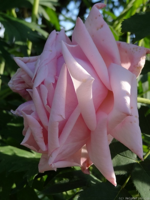 'Arrillaga' rose photo