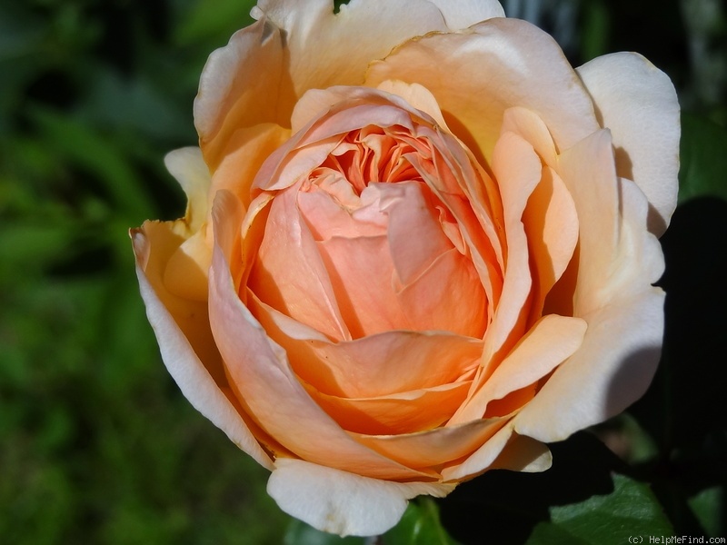 'Antico Amore ®' rose photo