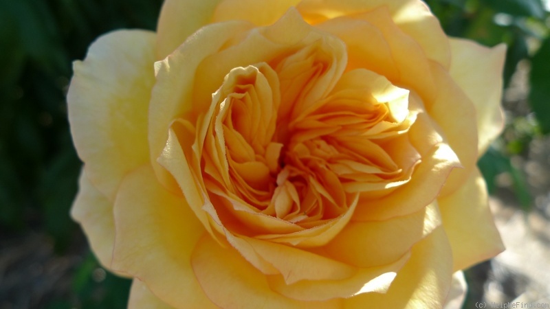 'Summertime (hybrid tea, Meilland Richardier, 2011)' rose photo