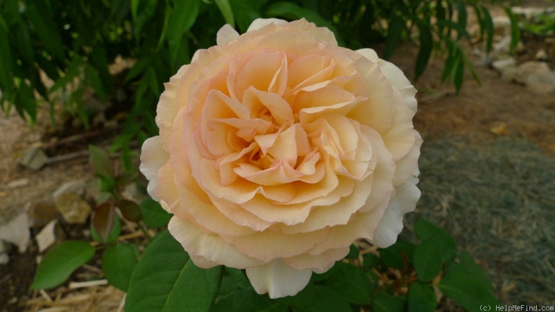 'Summertime (hybrid tea, Meilland Richardier, 2011)' rose photo