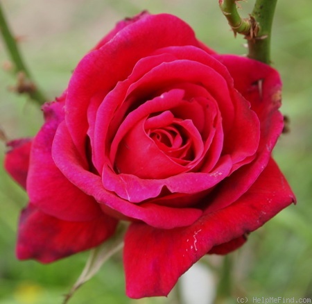 'Aluston' rose photo