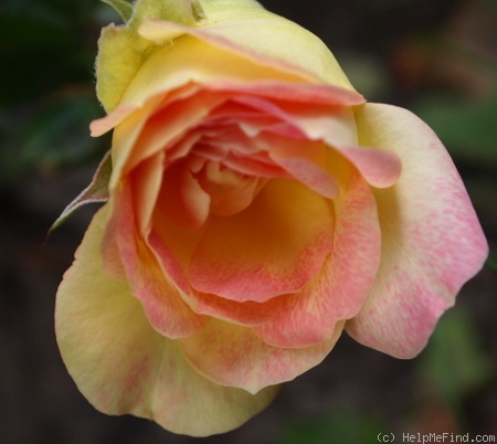'Edith Schurr' rose photo