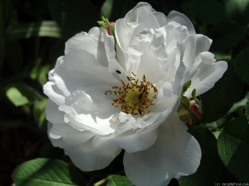 'Lac Majeau' rose, click to enlarge 'Lac Majeau' rose photo
