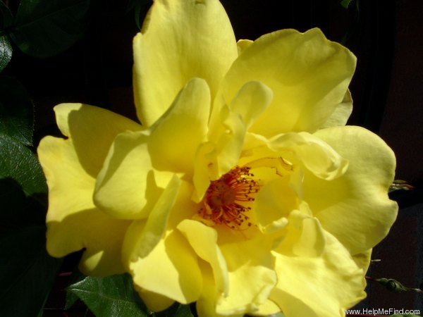 'Golden Showers' rose photo