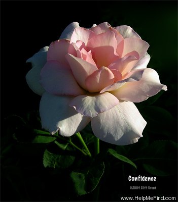 'Confidence (hybrid tea, Meilland, 1950)' rose photo