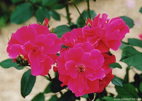 'Sangerhausen' rose photo