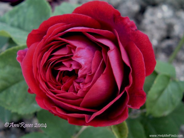 'Claude Millon' rose photo