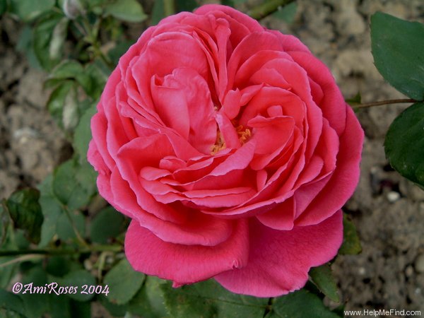 'Louis Noisette' rose photo