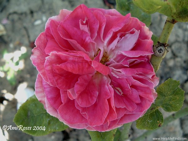'Mademoiselle Léonie Giessen' rose photo