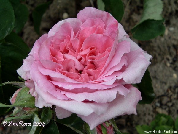 'Madame Auguste Van Geert' rose photo