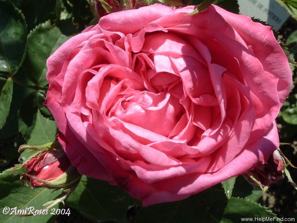 'Madame Crozy' rose photo
