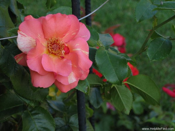 'Sorbet Fruité ® Cl.' rose photo
