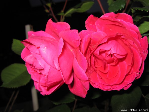 'Alexander MacKenzie' rose photo