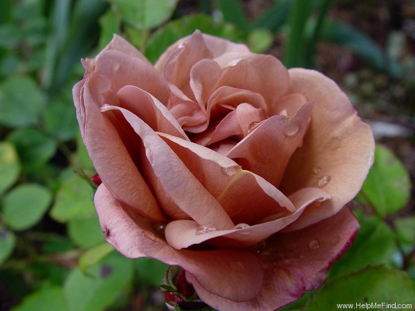 'Lavender Pinocchio (Floribunda, Boerner, 1948)' rose photo