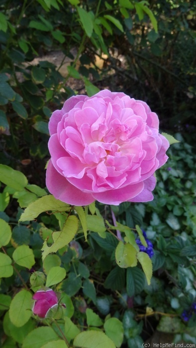 'Redouté' rose photo