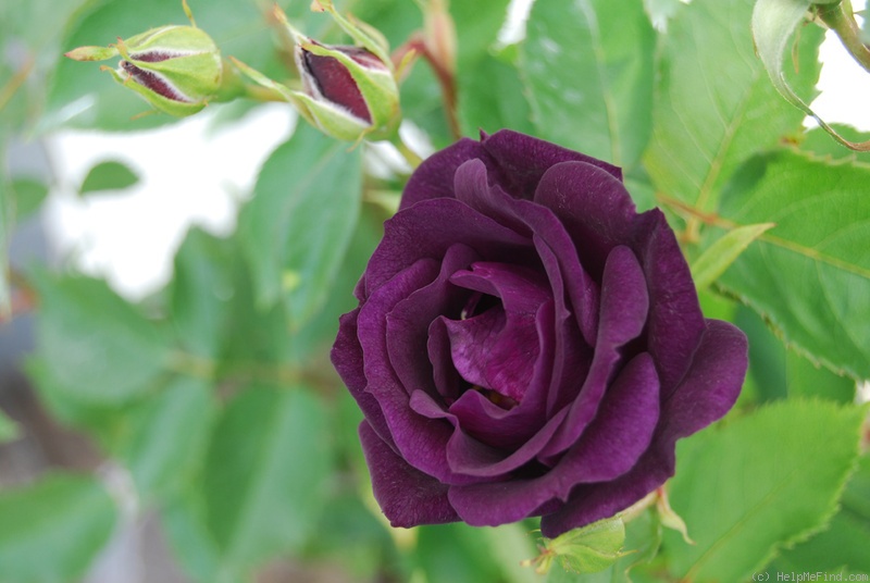 'Midnight Blue ™' rose photo