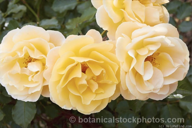 'Wine Buff' rose photo