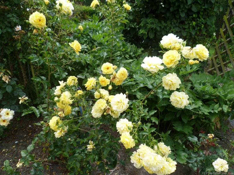'Tahitian Moon' rose photo