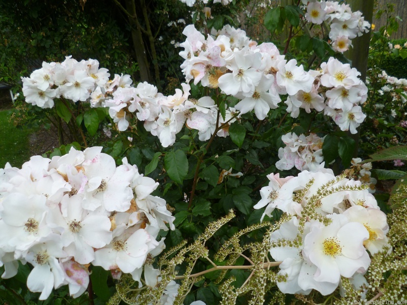 'Sally Holmes (Hybrid Musk, Holmes 1976)' rose photo