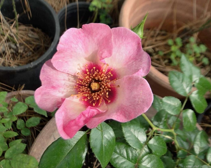 'Eyes on Me' rose photo