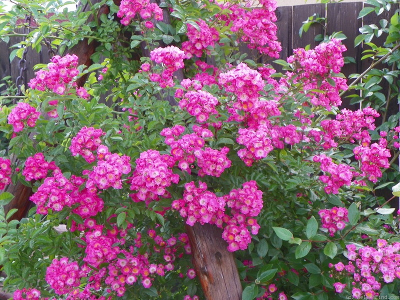 'Maria Lisa' rose photo
