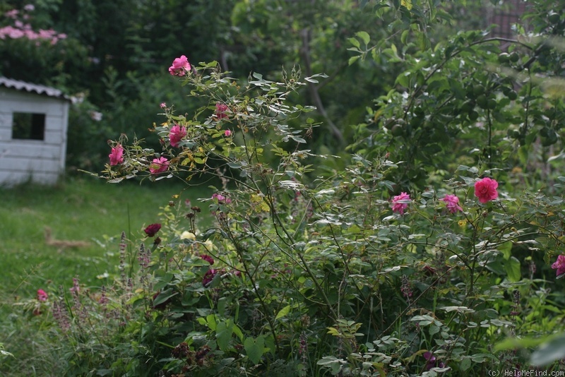 'DLFED 3' rose, click to enlarge 'DLFED 3' rose photo