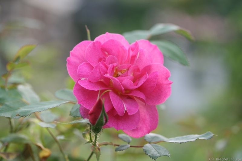 'DLFED 3' rose, click to enlarge 'DLFED 3' rose photo