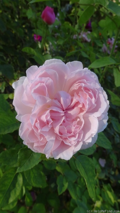 'Redouté' rose photo