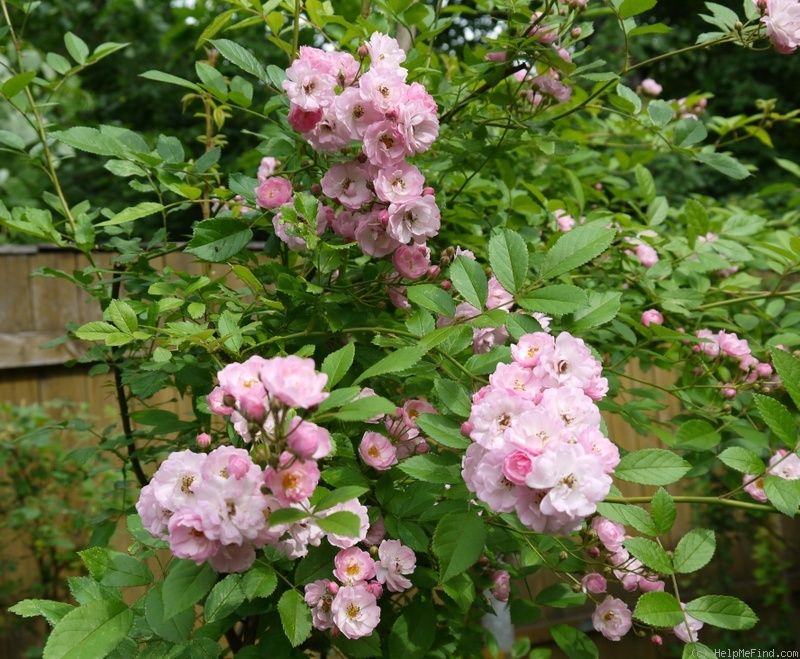 'Bonny ® (rambler, Nieborg, 1996)' rose photo