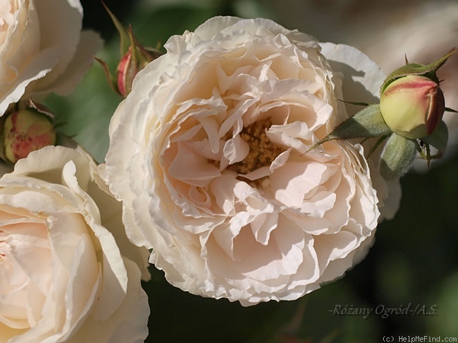 'Blush Veranda ®' rose photo