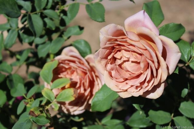 'Koko Loco (floribunda, Bedard, 2010)' rose photo