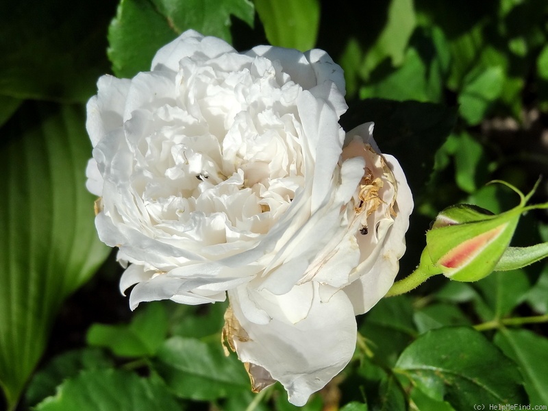 'Coquette des Blanches' rose photo