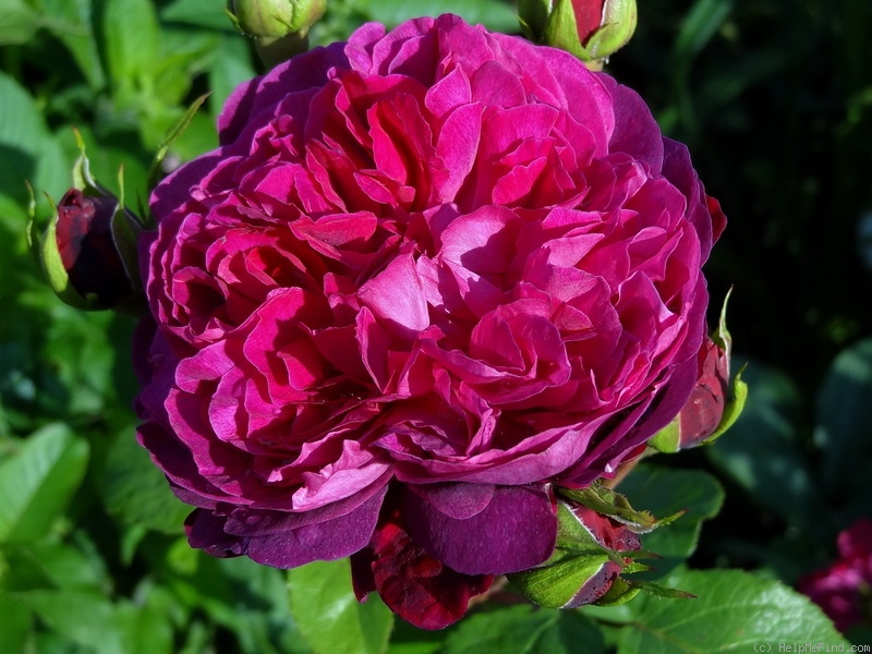 'William Shakespeare 2000 ™ (shrub, Austin 1994)' rose photo