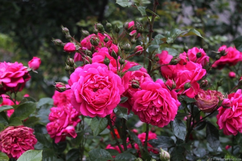 'Laguna ® (Large Flowered Climber, Kordes 1994)' rose photo