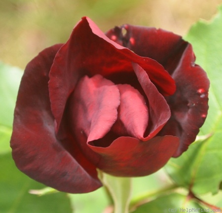 'Swet Sultain' rose photo