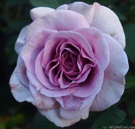 'Terra Limburgia' rose photo