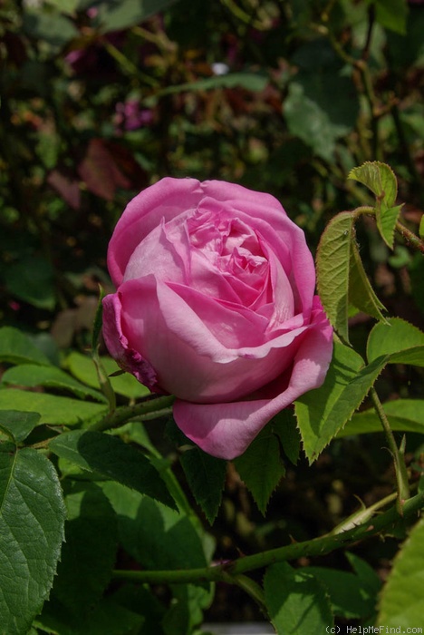 'Coupe d'Hébé (cl. bourbon, Laffay, 1840)' rose photo