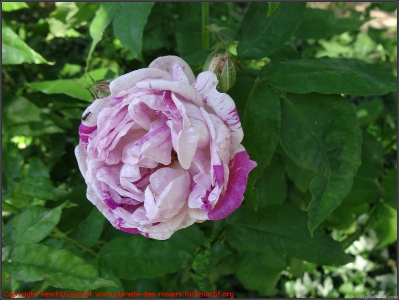 'Gros Provins Panaché' rose photo