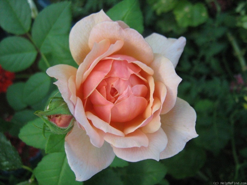 'Grace ® ™ (English Rose, Austin 2001)' rose photo