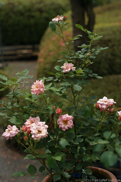 'Akane' rose photo