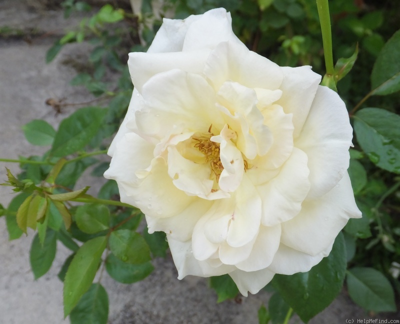 'Libbie' rose photo