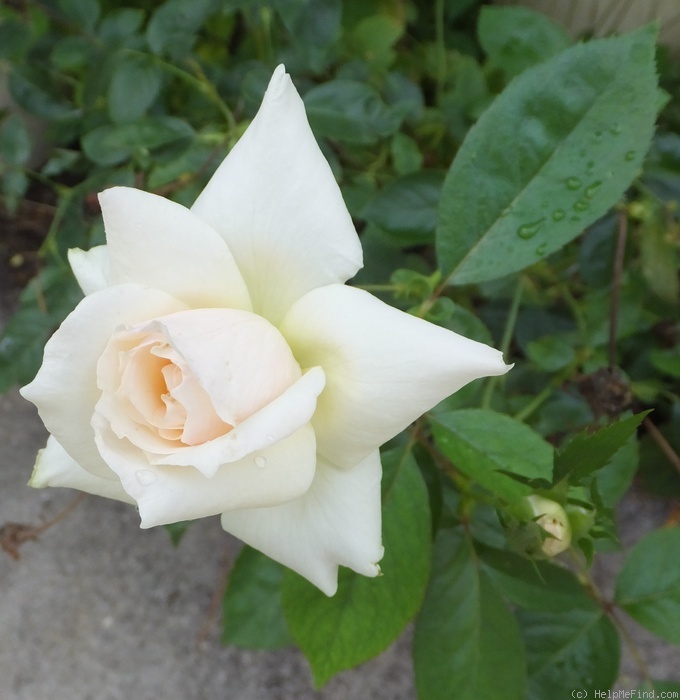 'Libbie' rose photo