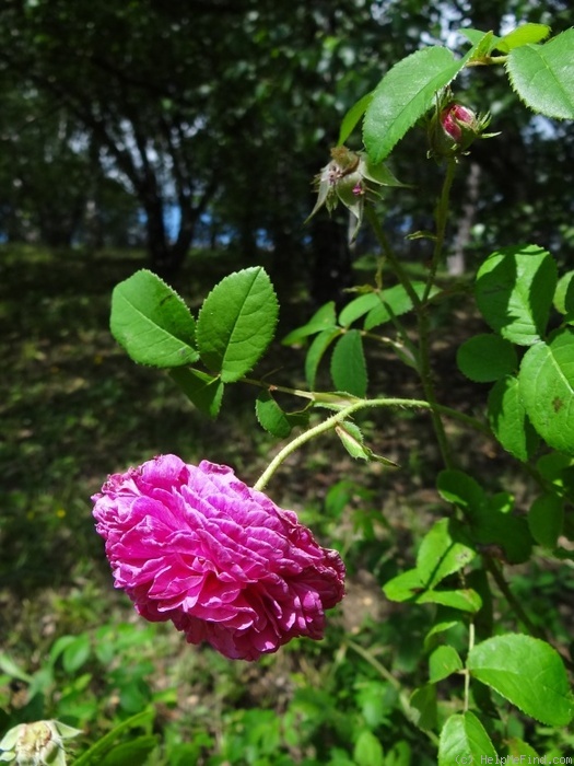 'Bijou des Prairies' rose photo