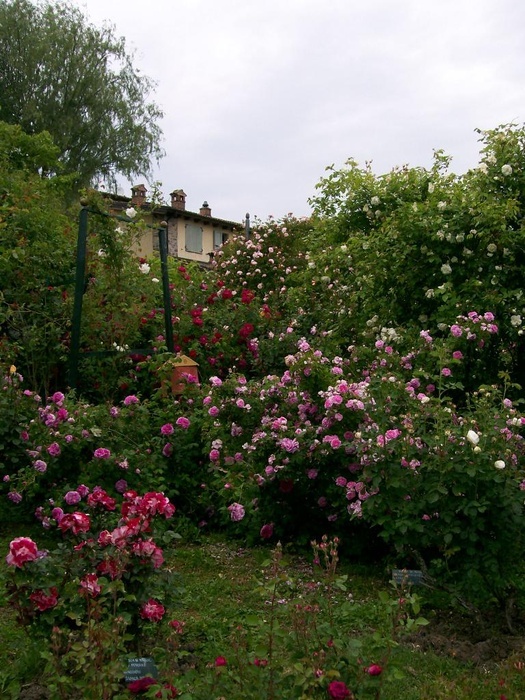 'Maddalena and Filippo 's garden'  photo